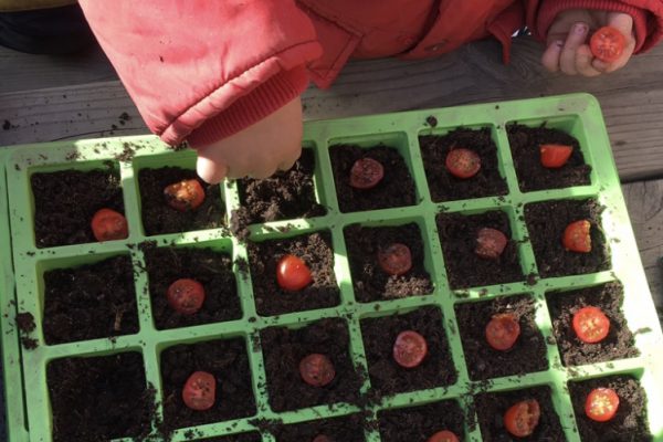 Förskolebarn planterar tomater