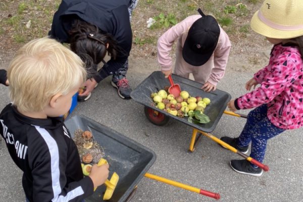 Förskolebarn plockar äpplen